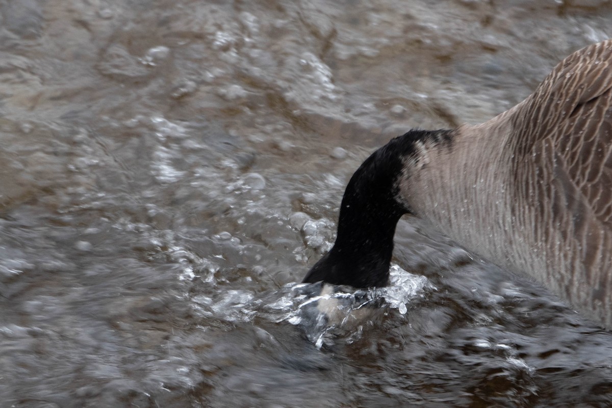 Canada Goose - ML613247543