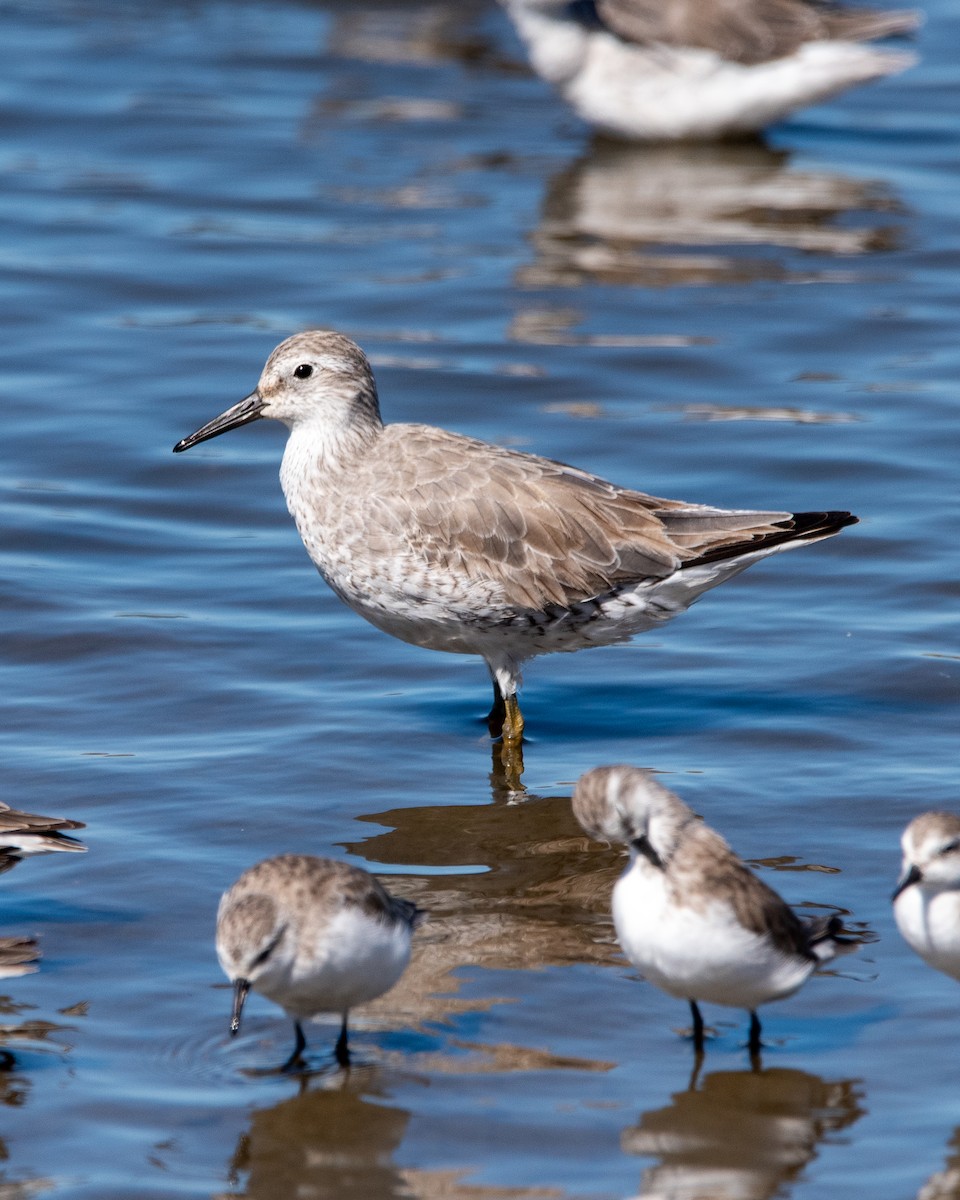 Red Knot - ML613247656