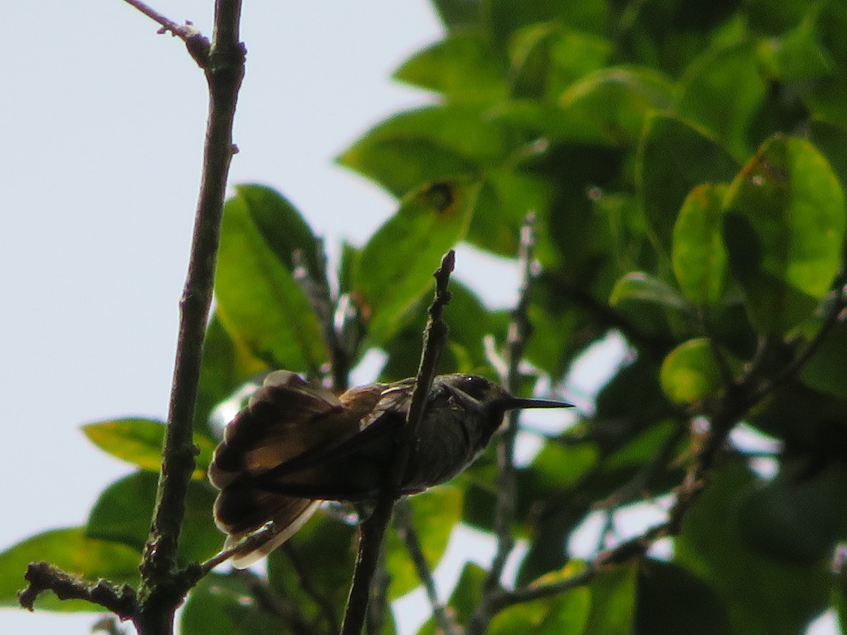 Brown Violetear - ML613247663