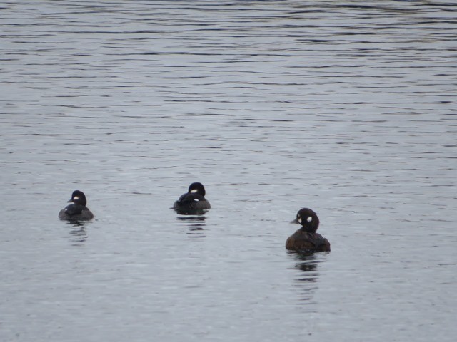 Bufflehead - Mary Conant