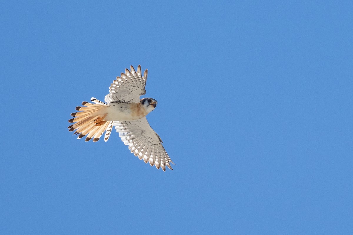 American Kestrel (Hispaniolan) - Doug Whitman