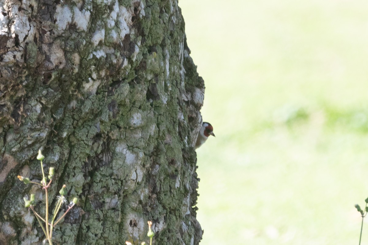 European Goldfinch - ML613247801