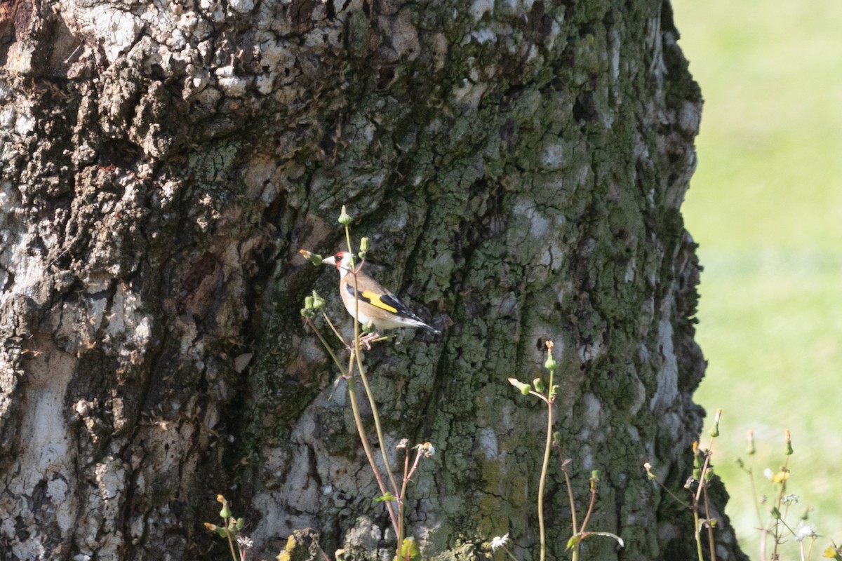 European Goldfinch - ML613247802