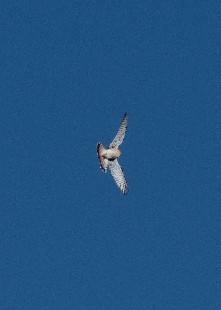 American Kestrel - ML613247804