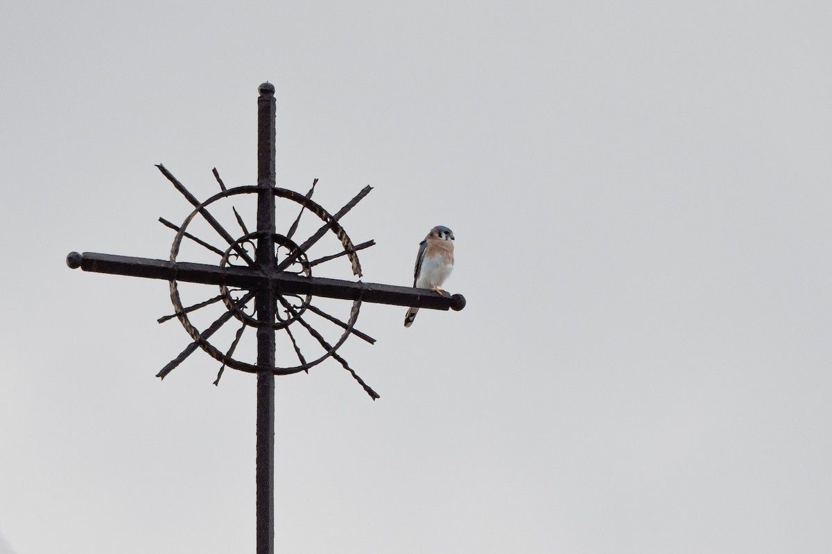 American Kestrel (Hispaniolan) - Doug Whitman