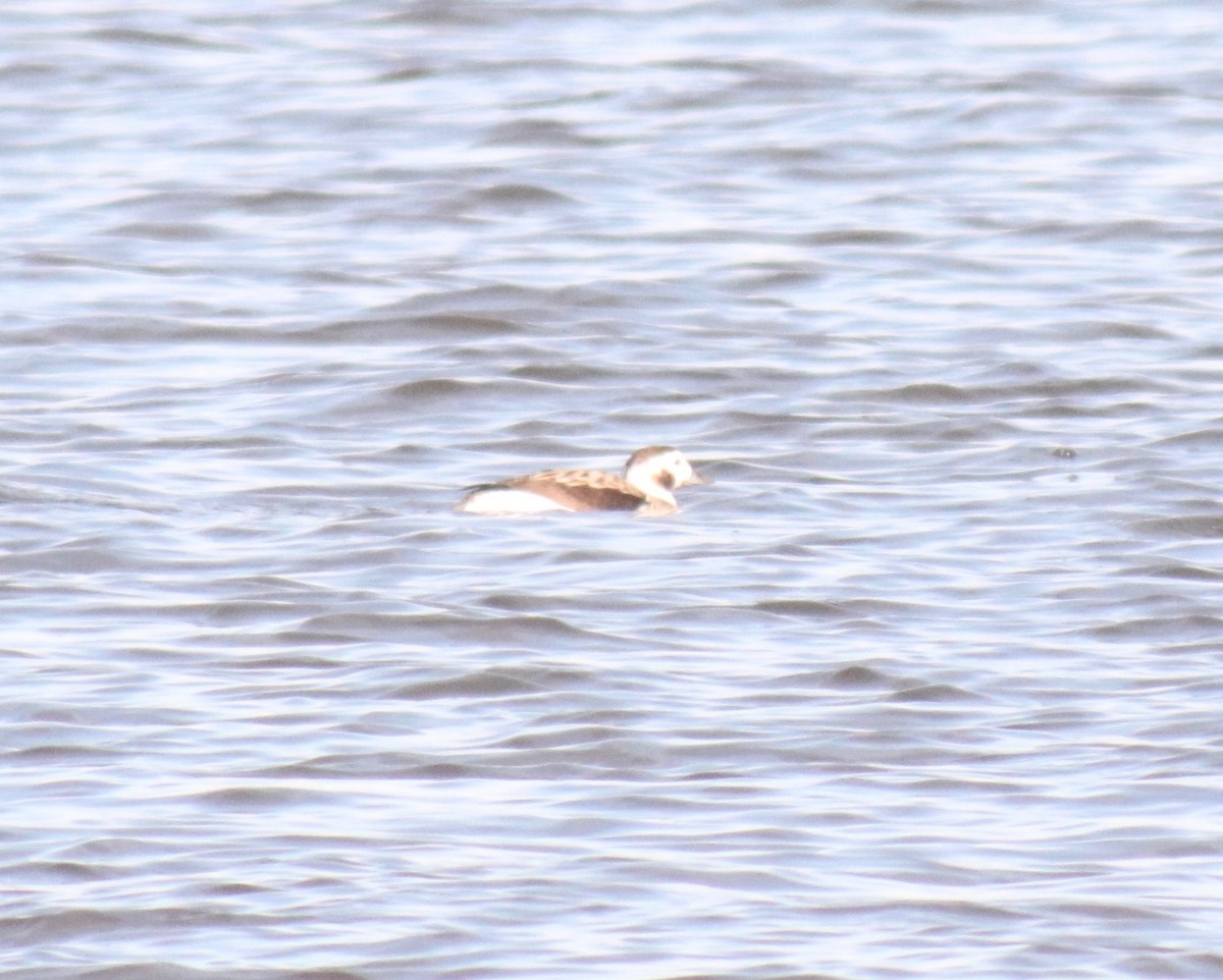 Long-tailed Duck - Steve Freed