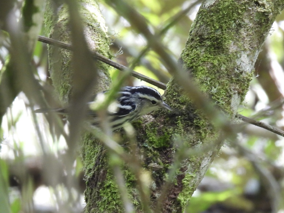 Black-and-white Warbler - Margaret Mackenzie