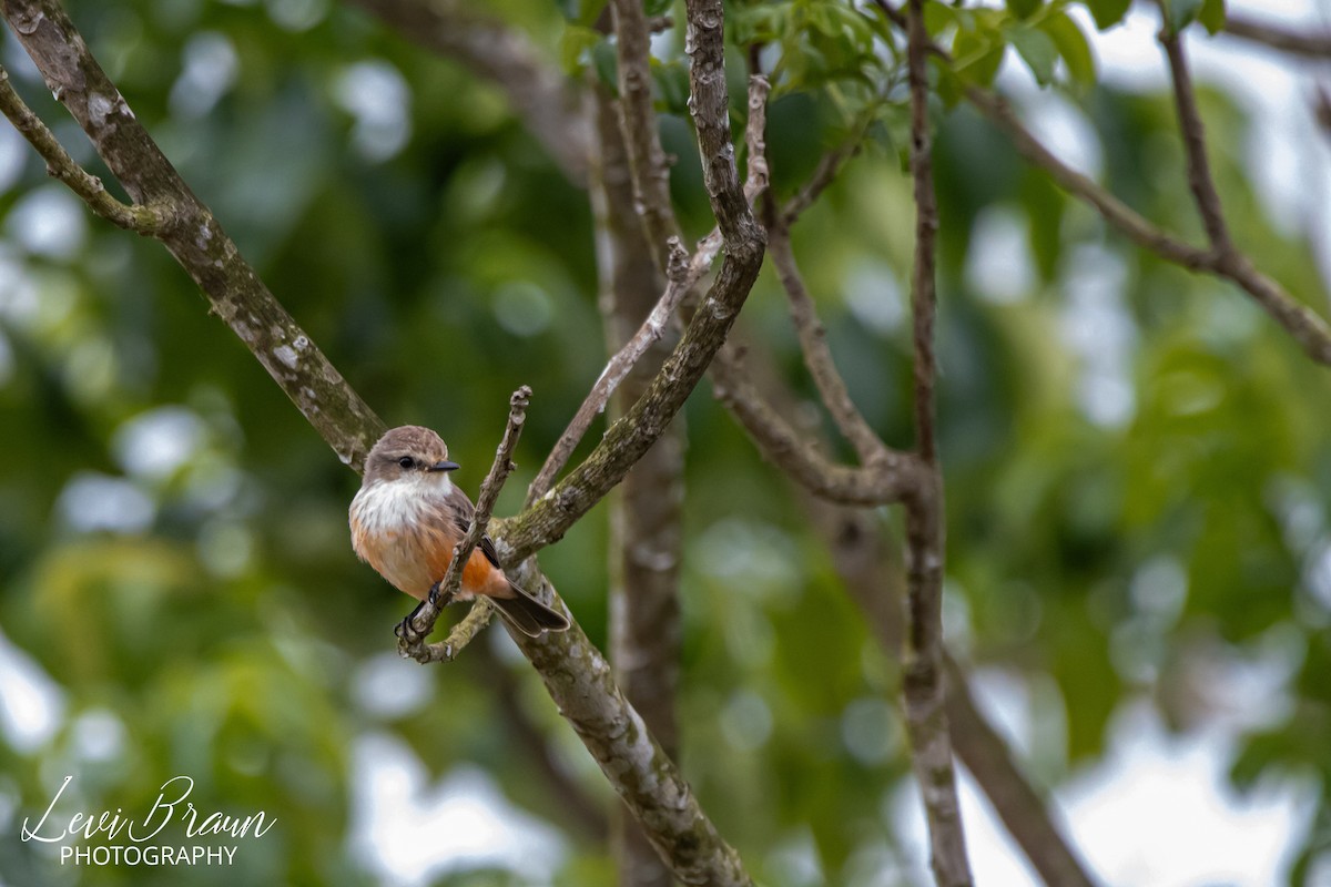 Vermilion Flycatcher - ML613248087