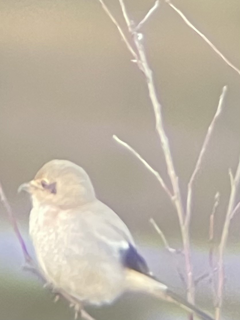 Northern Shrike - ML613248104