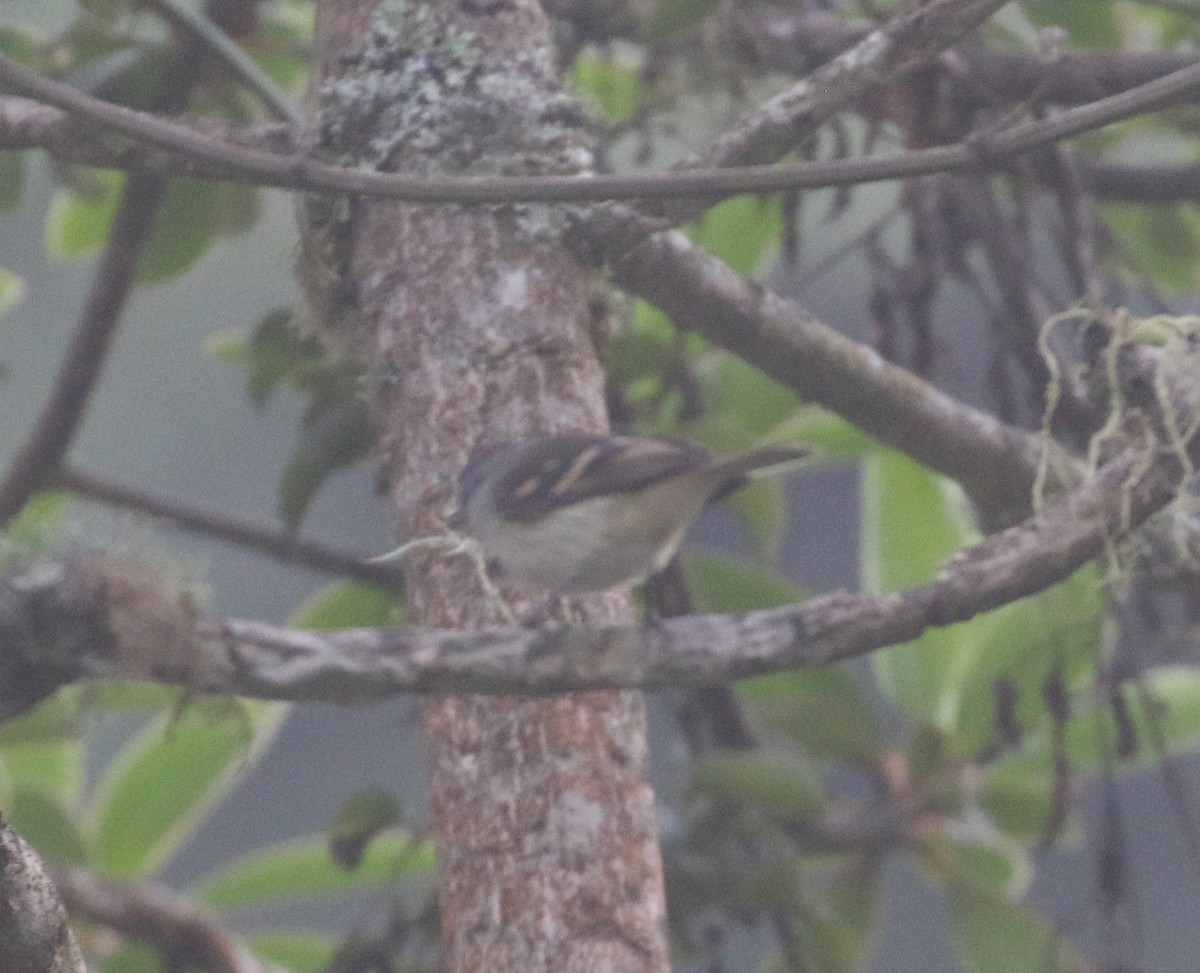 Tawny-rumped Tyrannulet - Lucas Corneliussen