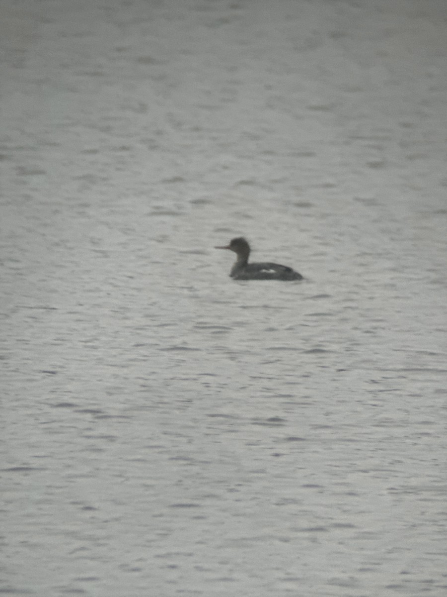 Red-breasted Merganser - ML613248118