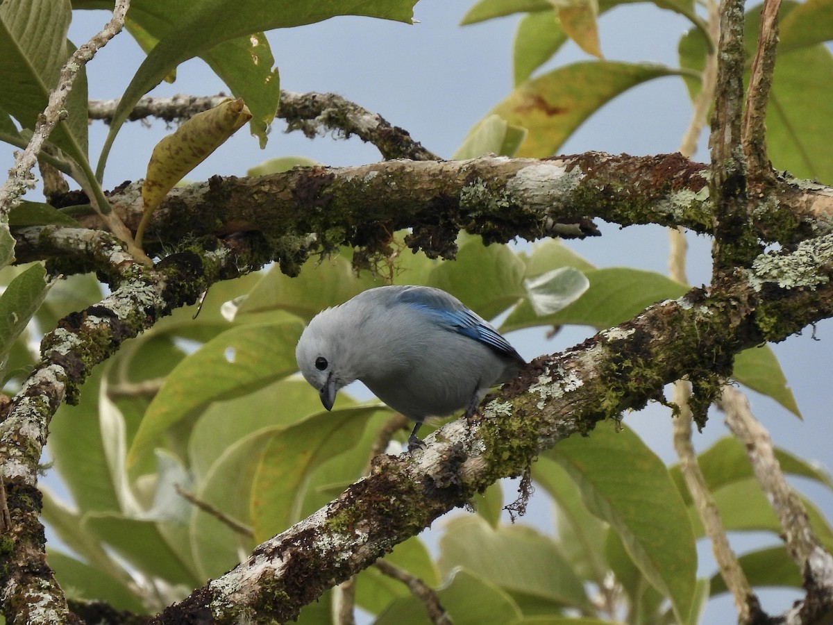 Blue-gray Tanager - Margaret Mackenzie