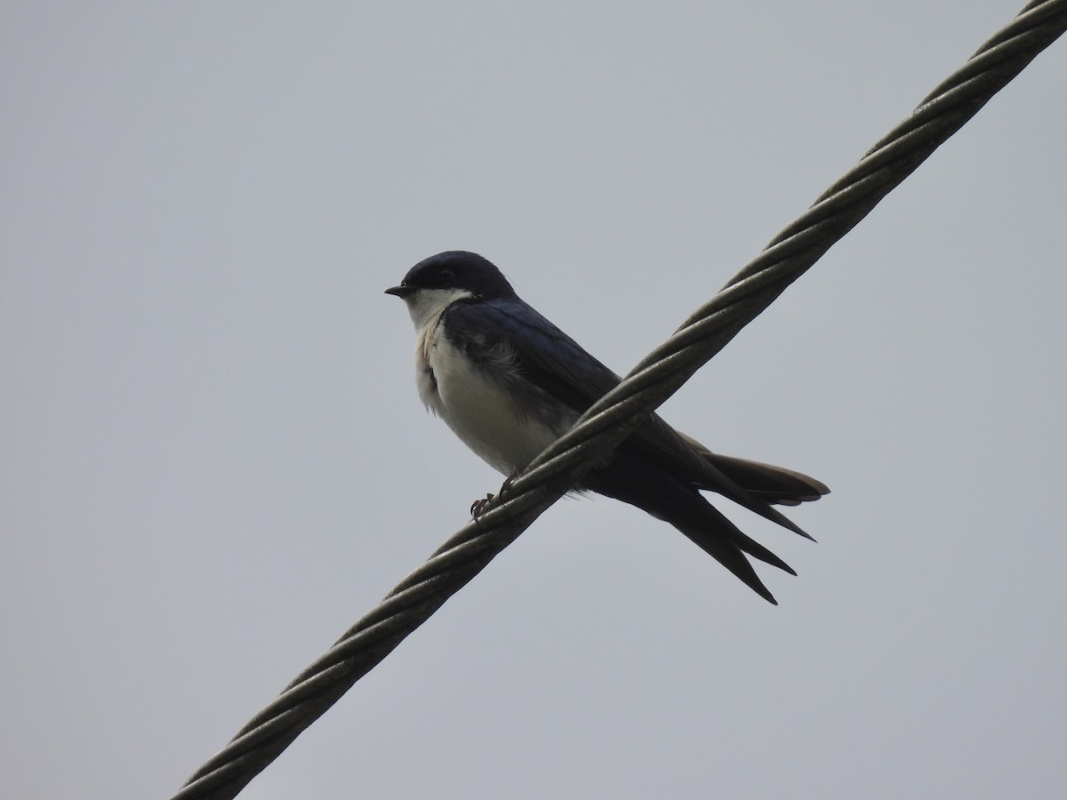 Blue-and-white Swallow - Margaret Mackenzie