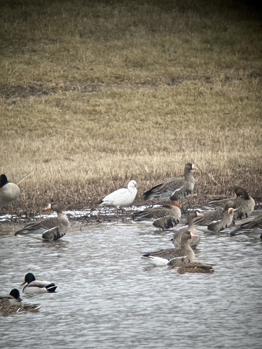 Ross's Goose - ML613248231