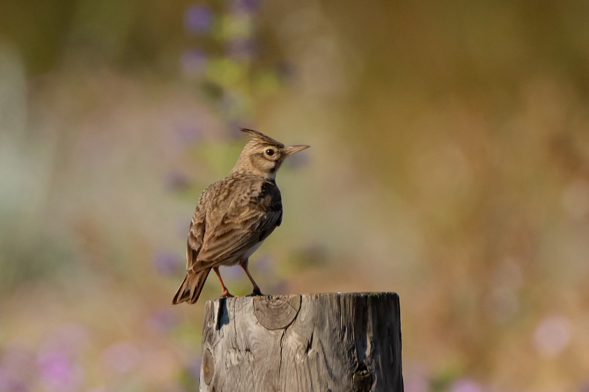 Crested Lark (Crested) - ML613248238