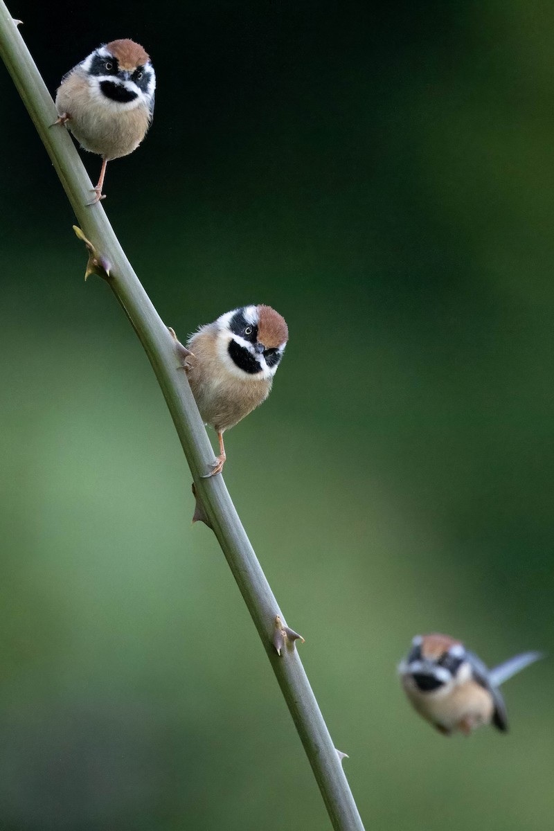 Black-throated Tit (Red-headed) - ML613248250