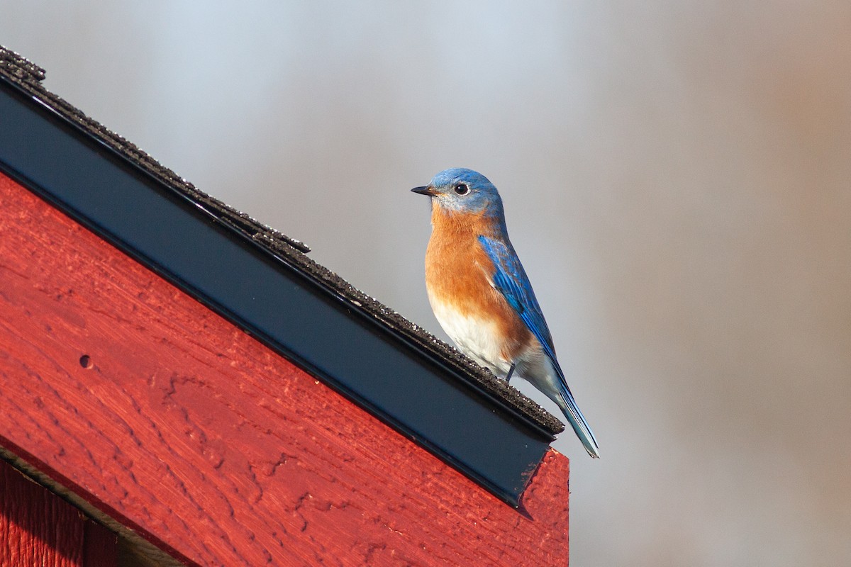 Eastern Bluebird - Tom Foley