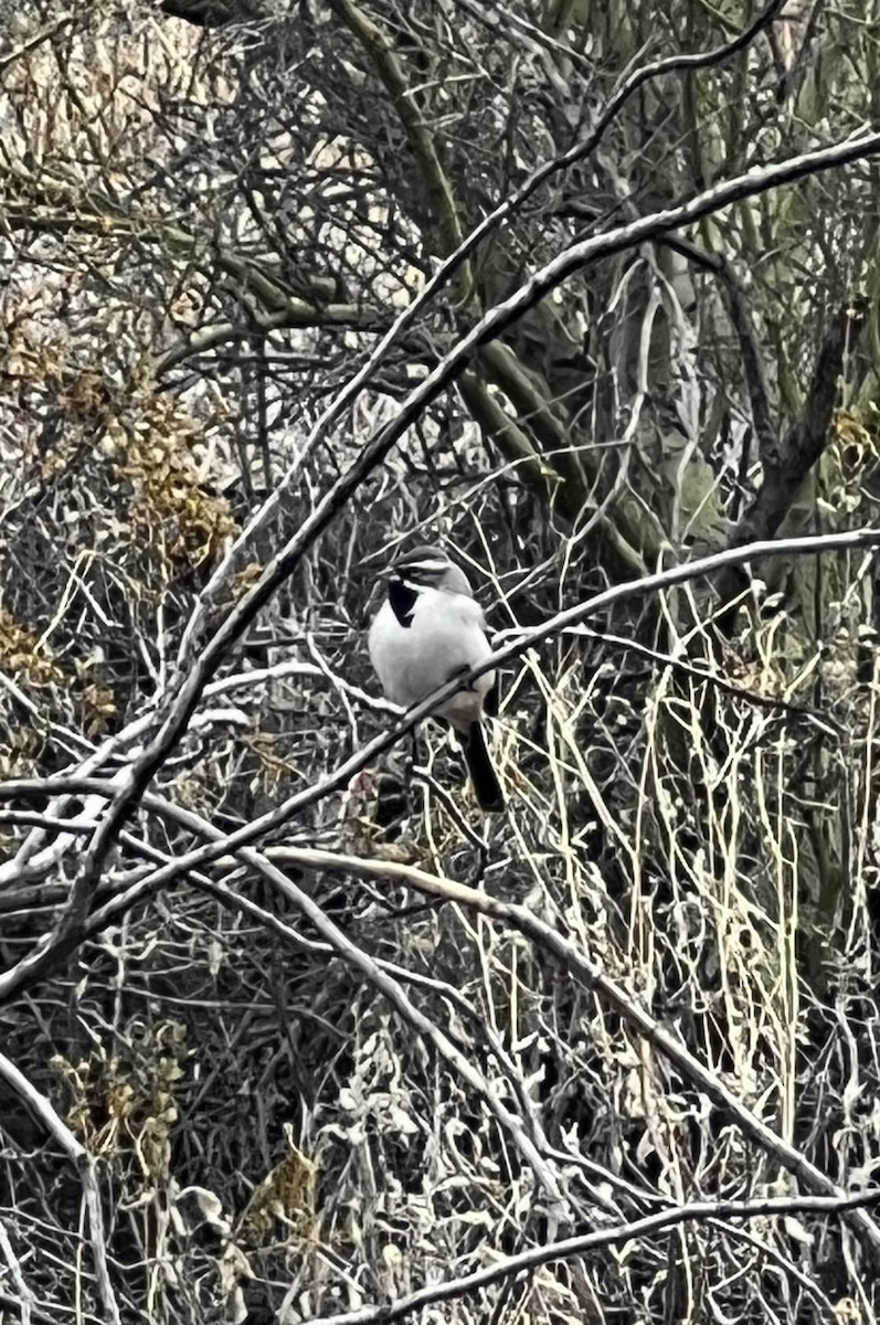 Black-throated Sparrow - ML613248304