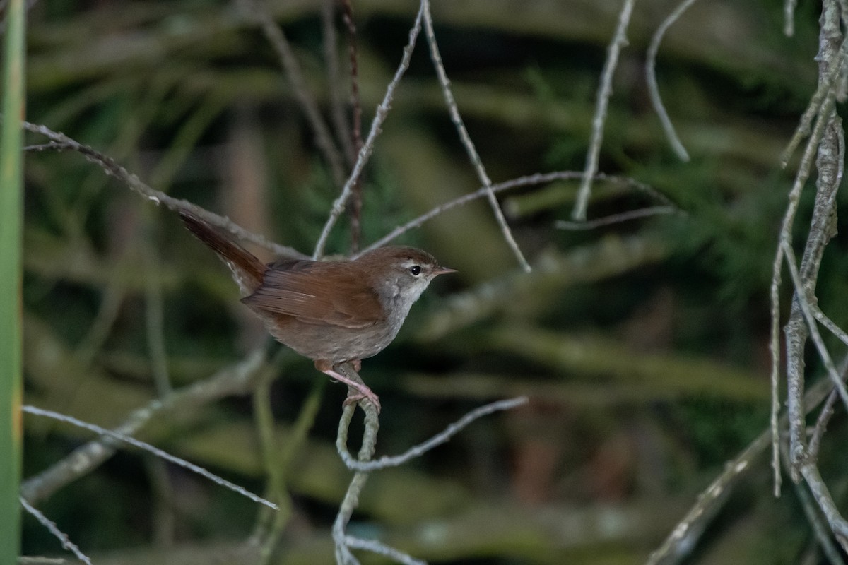 Cetti's Warbler - ML613248315