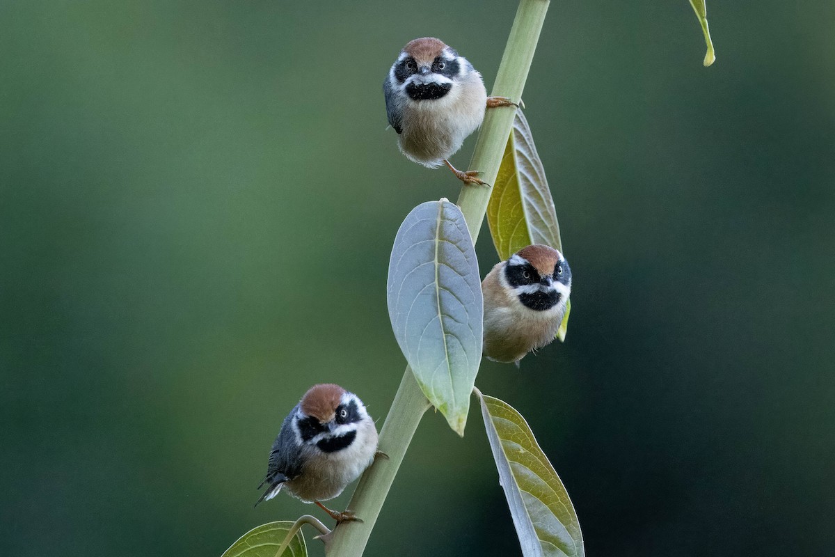 Black-throated Tit (Red-headed) - ML613248321