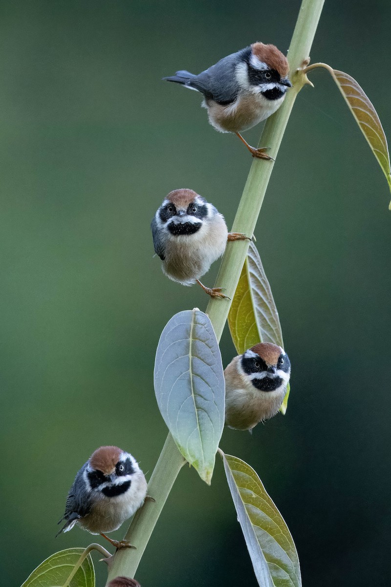 Black-throated Tit (Red-headed) - ML613248322