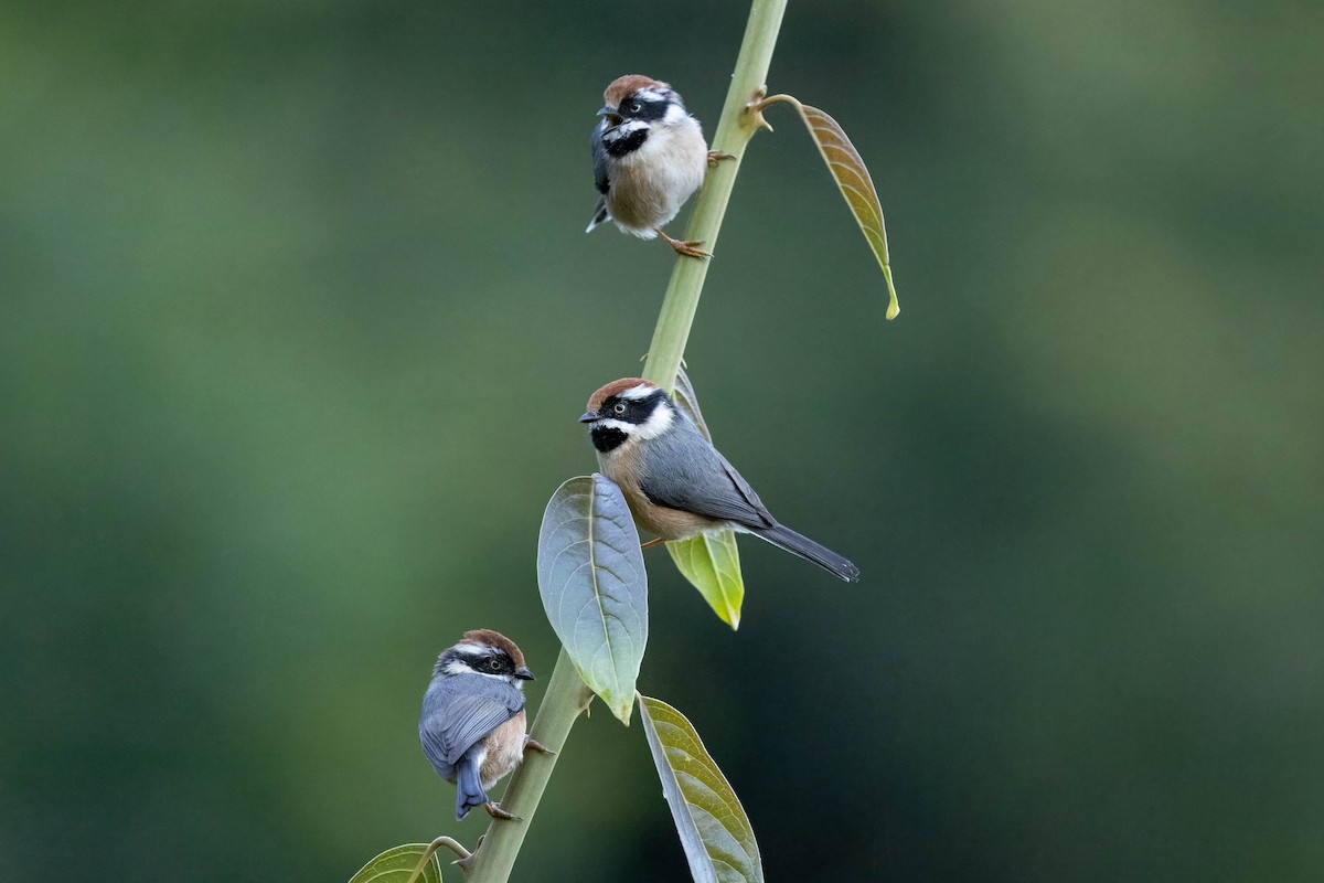 Black-throated Tit (Red-headed) - ML613248323