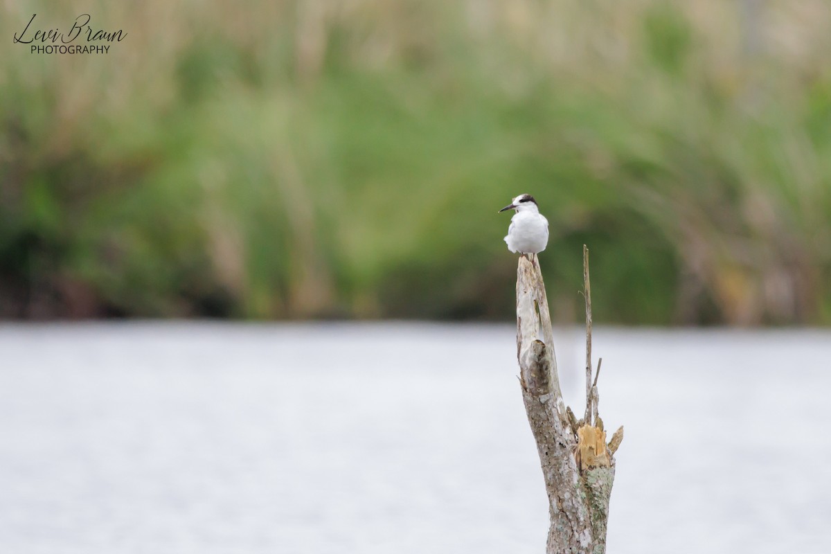 Common Tern - ML613248351