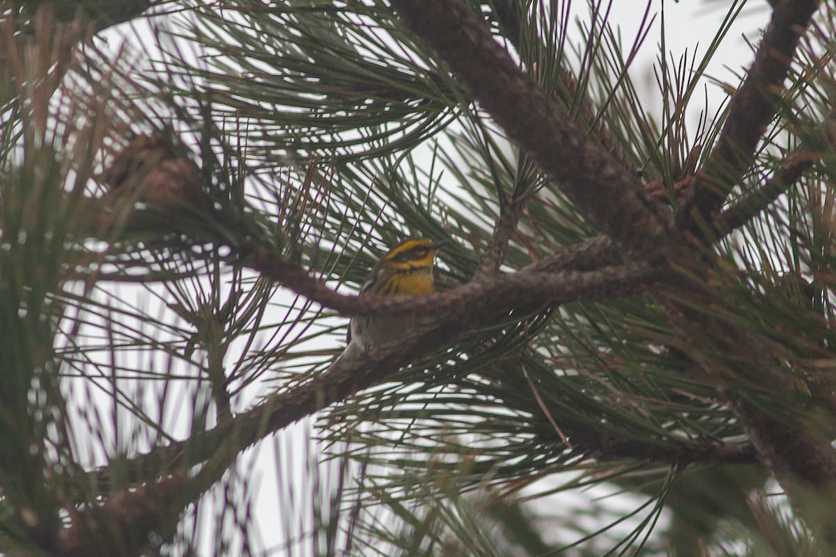 Townsend's Warbler - ML613248352