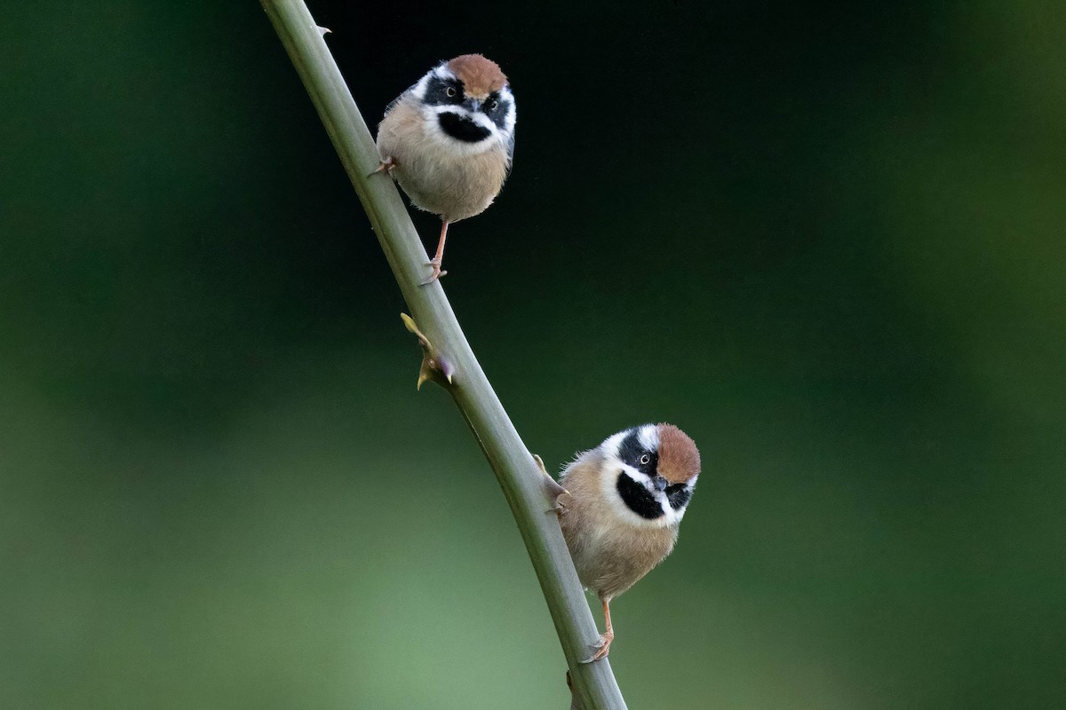 Black-throated Tit (Red-headed) - ML613248364