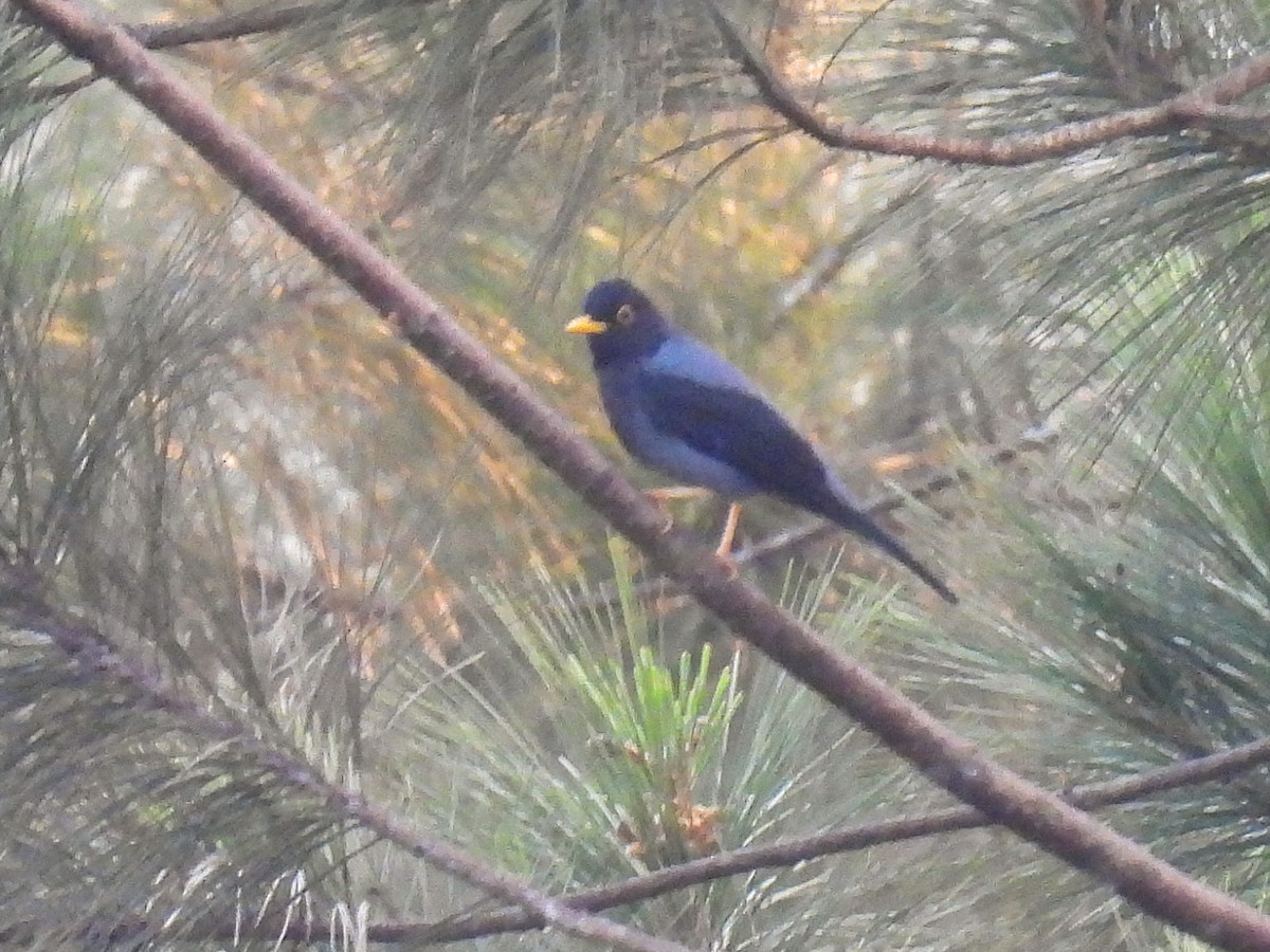 Yellow-legged Thrush - ML613248369