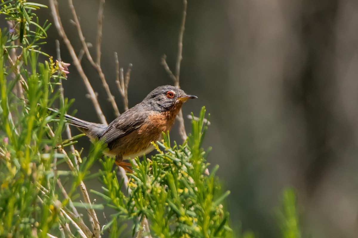 Dartford Warbler - Dominic More O’Ferrall