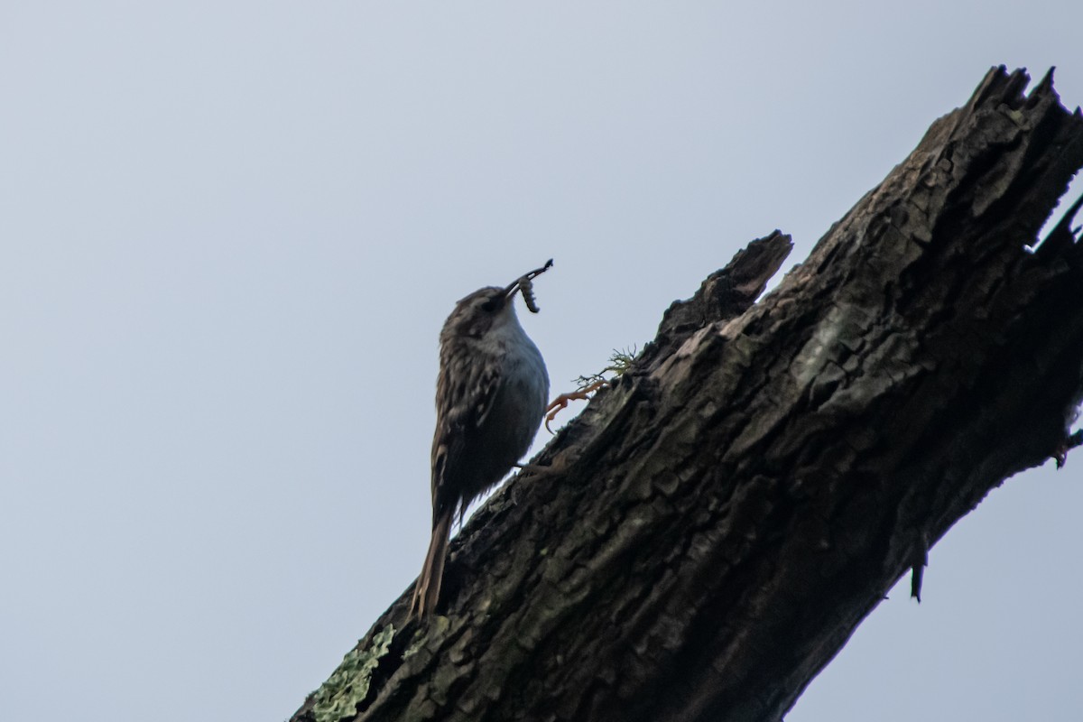 Short-toed Treecreeper - Dominic More O’Ferrall