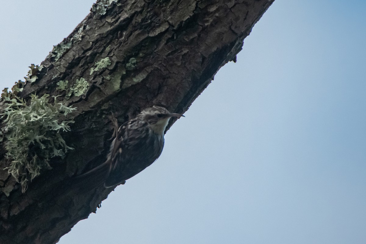 Short-toed Treecreeper - Dominic More O’Ferrall