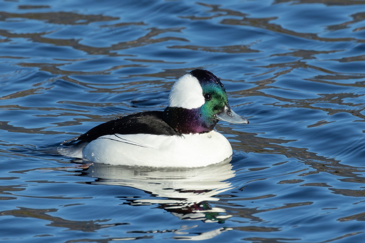 Bufflehead - ML613248385