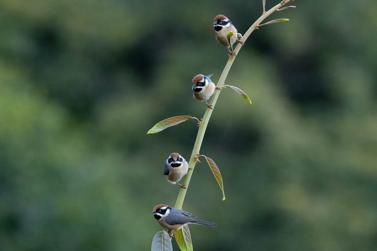 Black-throated Tit (Red-headed) - ML613248391