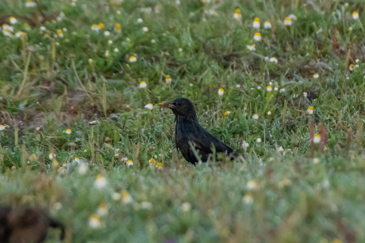 Spotless Starling - ML613248395