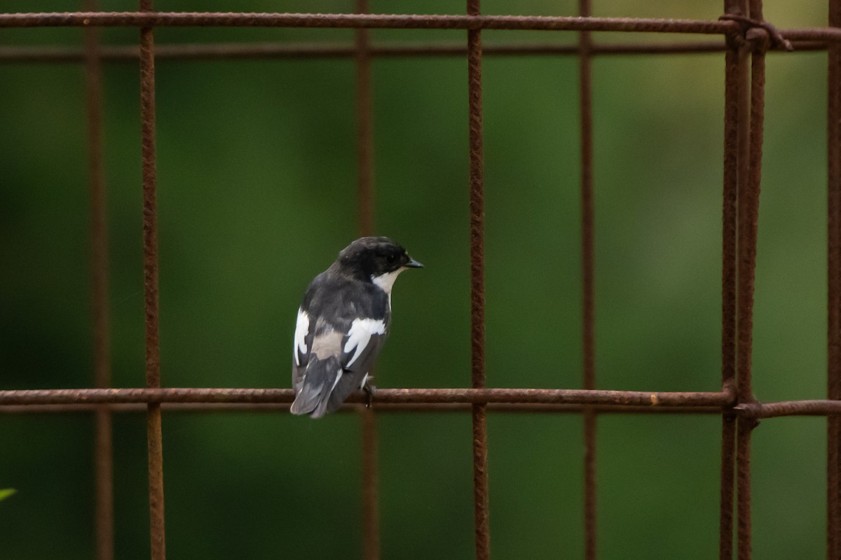 European Pied Flycatcher - ML613248424