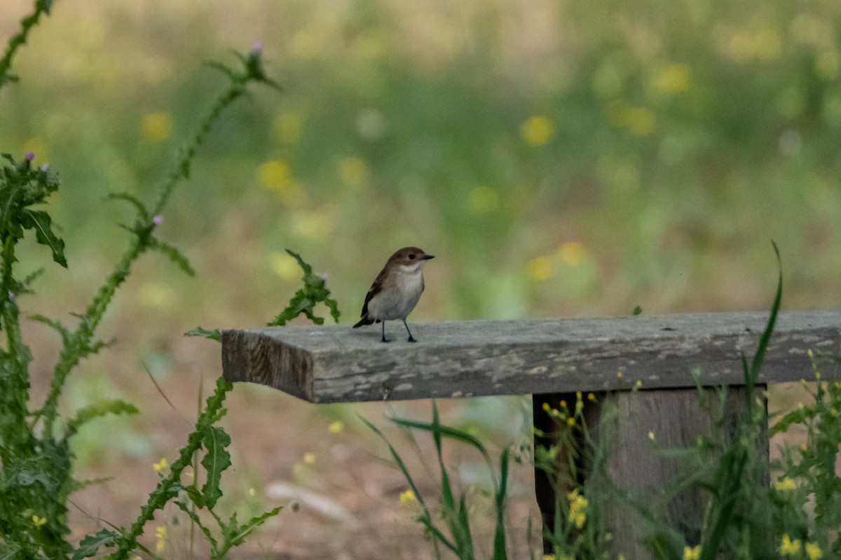 European Pied Flycatcher - Dominic More O’Ferrall