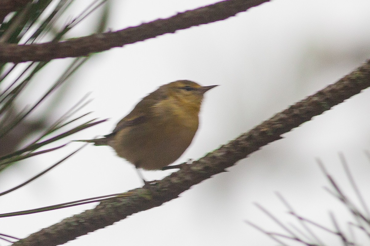 Tennessee Warbler - ML613248446