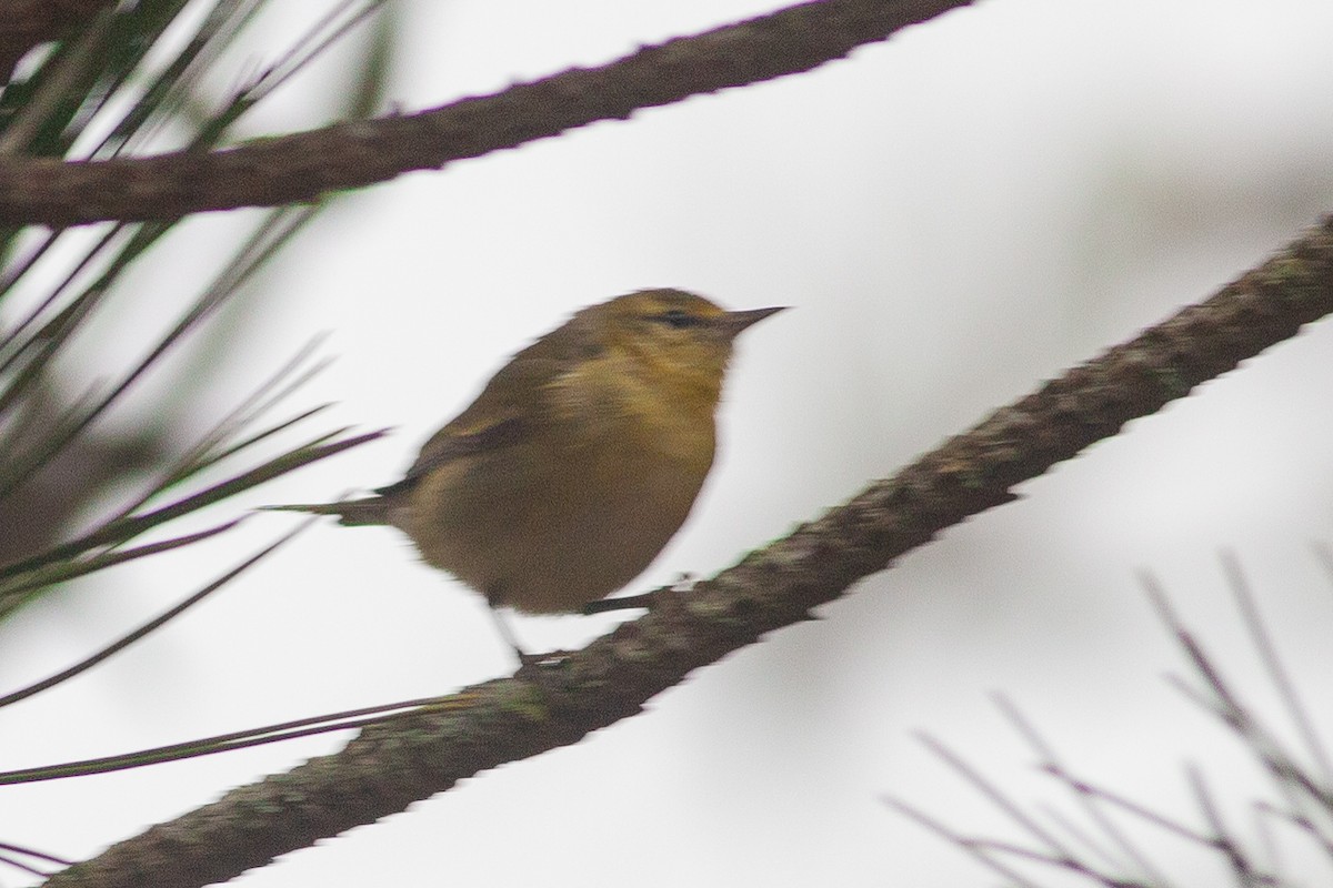 Tennessee Warbler - Tom Foley