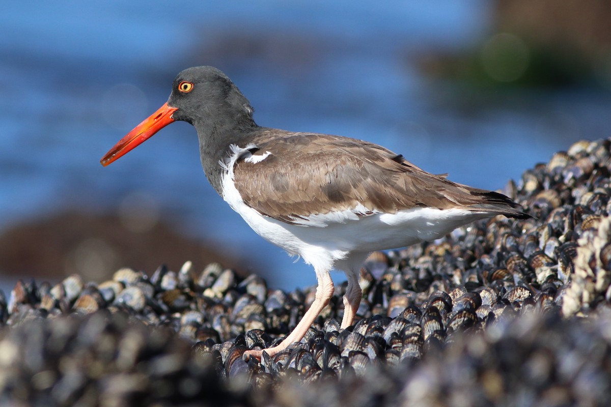 American Oystercatcher - ML613248452