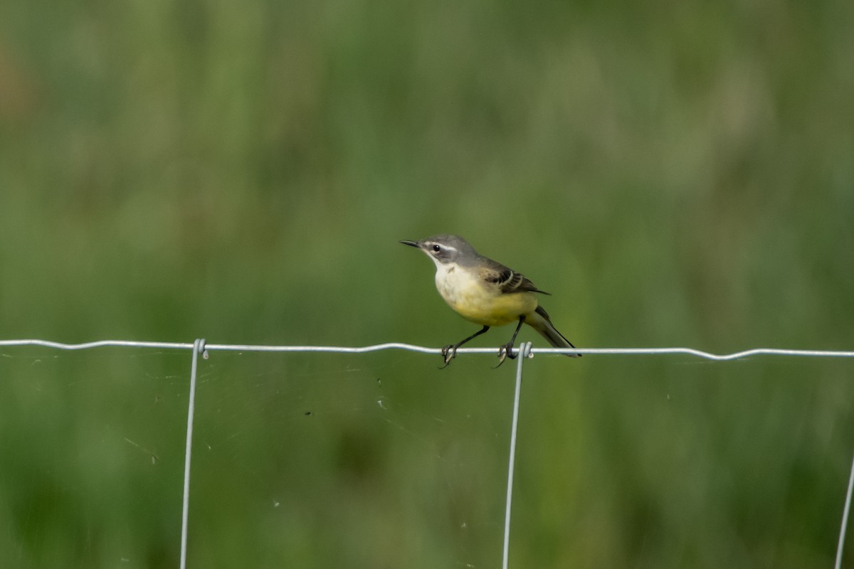 Western Yellow Wagtail - Dominic More O’Ferrall