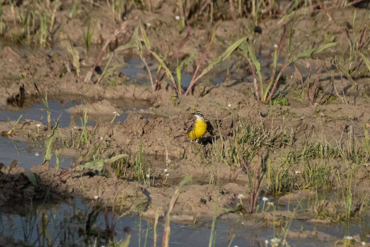 Western Yellow Wagtail - Dominic More O’Ferrall