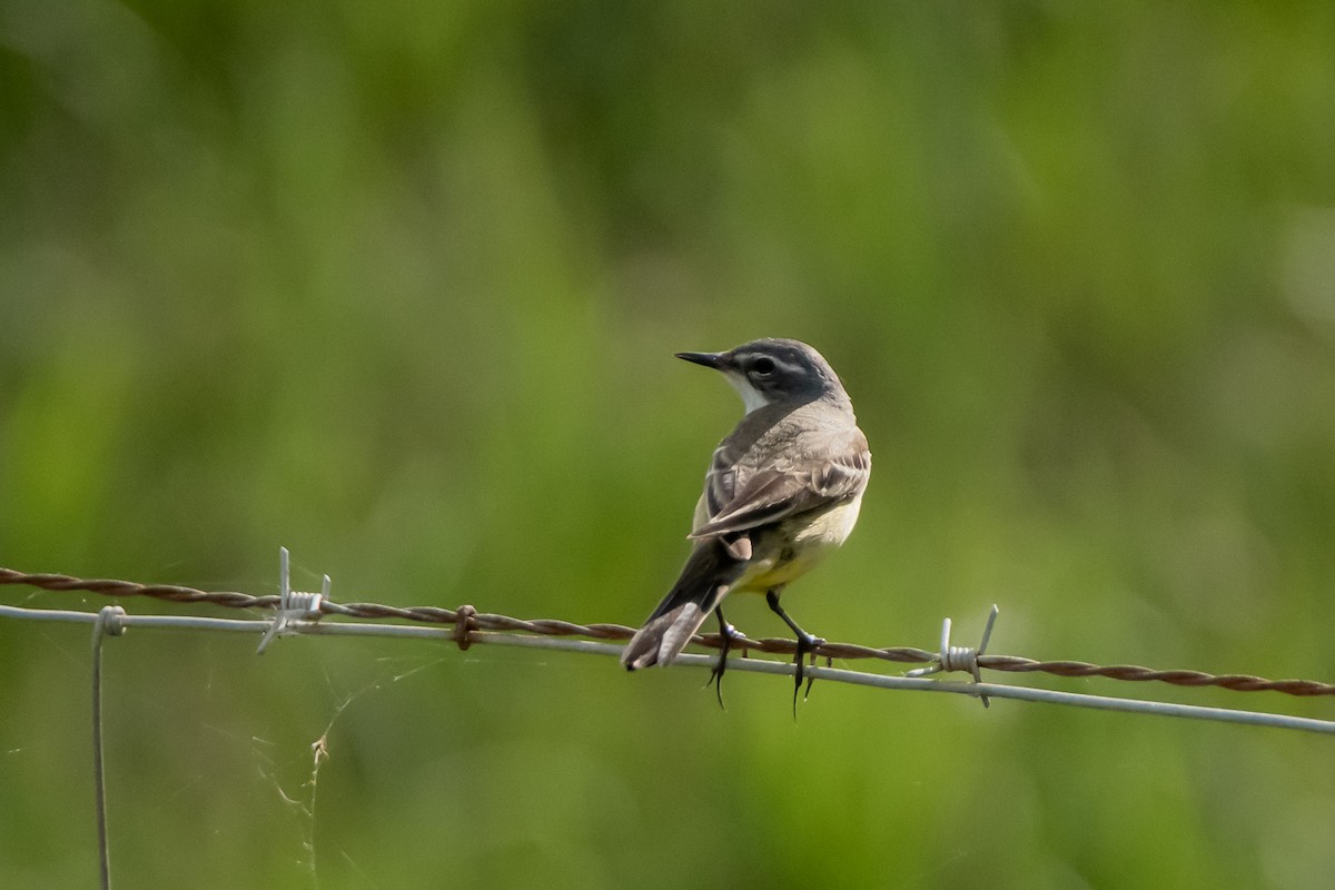 Western Yellow Wagtail - Dominic More O’Ferrall