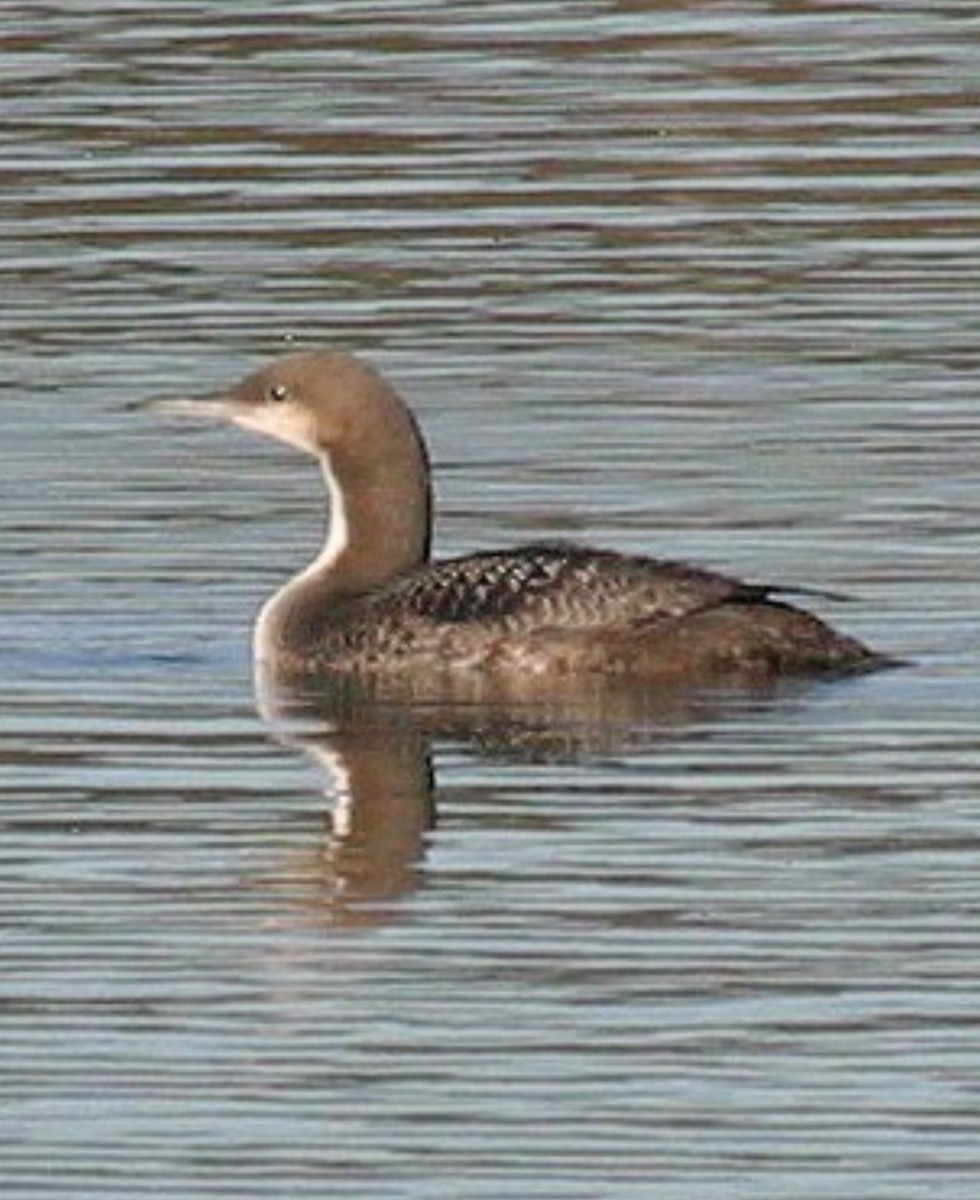 Pacific Loon - ML613248483