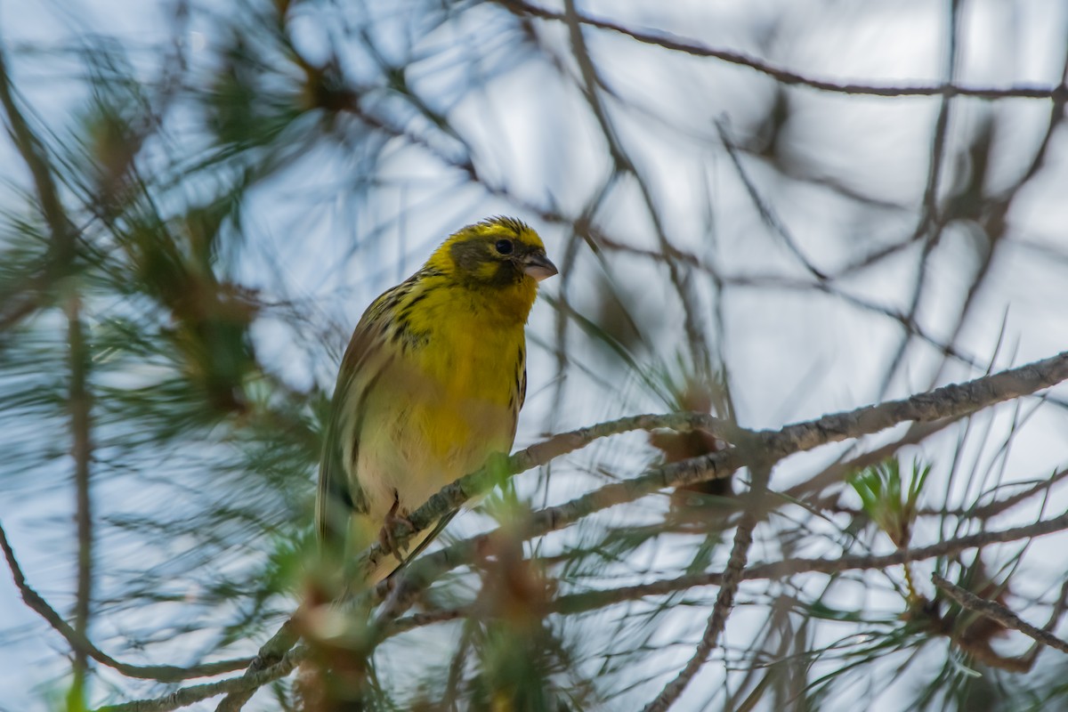 European Serin - Dominic More O’Ferrall