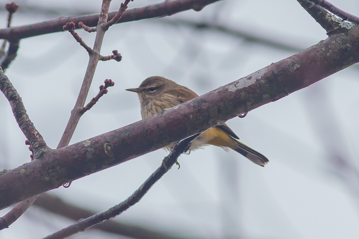 Palm Warbler (Western) - ML613248488