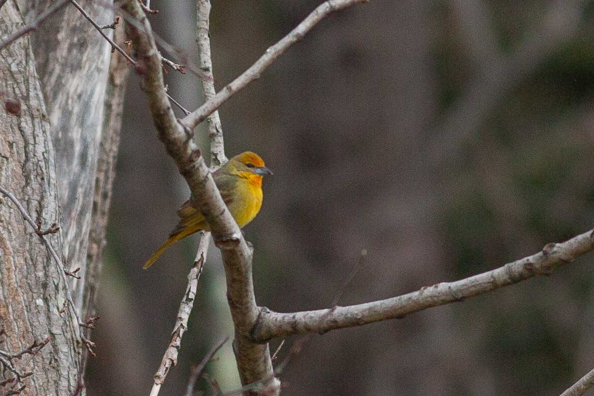 Hepatic Tanager - Tom Foley