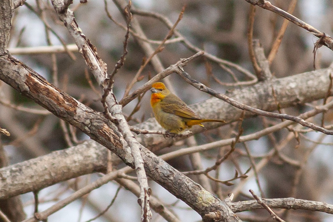 Hepatic Tanager - ML613248509