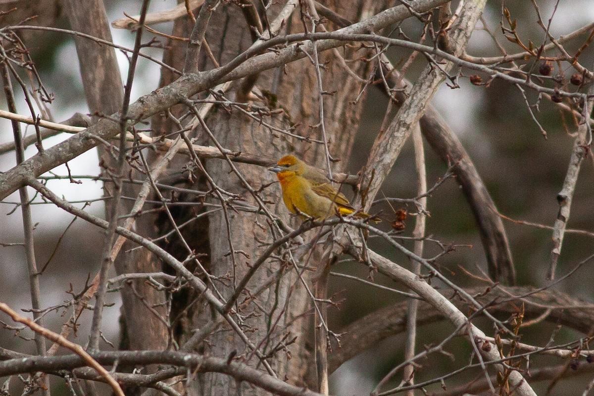 Hepatic Tanager - Tom Foley